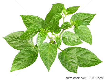 Blossoming  branch of pepper 10967283