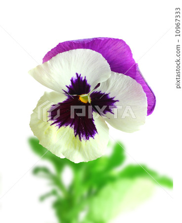 White-purple pansy flower 10967333