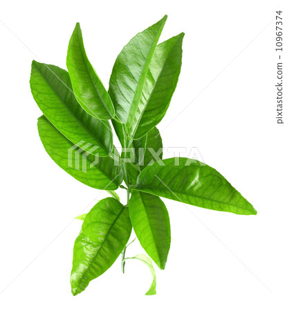 Branch of citrus-tree Branch of citrus-tree 10967374