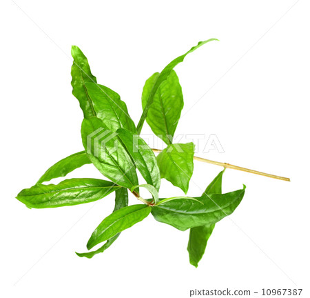 Young sprout of pomegranate 10967387