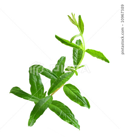 Young sprout of pomegranate 10967389