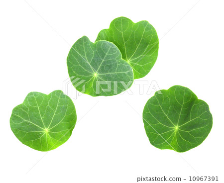 Leafs of young nasturtium 10967391