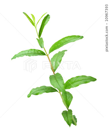Young sprout of pomegranate 10967393
