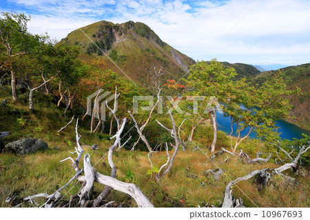 島根山的死樹和日光白蘭的早秋 10967693