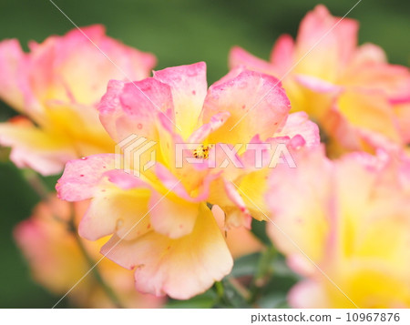 Roses 1 Roses 1 10967876