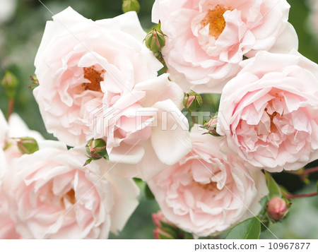 Roses 2 Roses 2 10967877