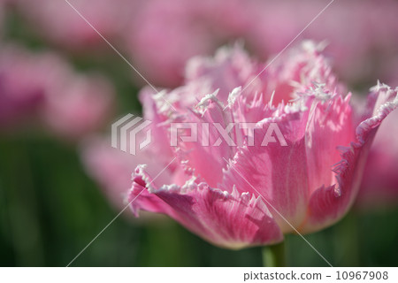 Pink tulip 10967908