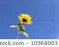 向日葵 10968003