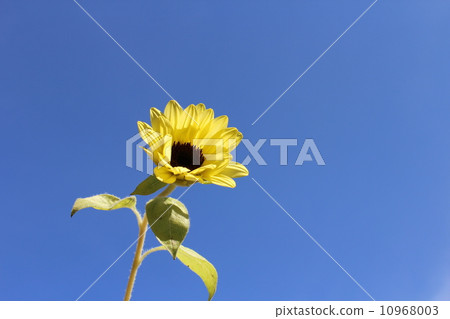 向日葵 10968003