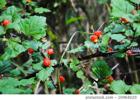 覆盆子 覆盆子 10968020