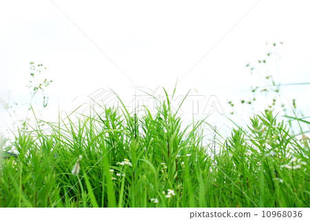 綠色的深場 10968036