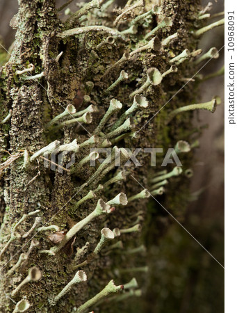 Lichen colony fragment Lichen colony fragment 10968091