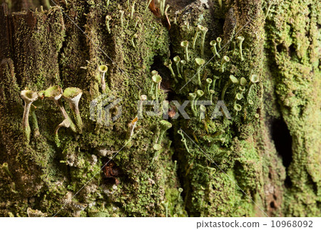 Lichen Cladonia 10968092