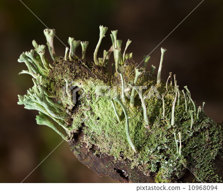 Bark covered by lichen 10968094