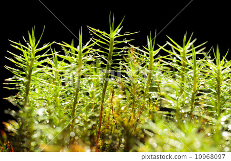 Rain drops on moss Rain drops on moss 10968097