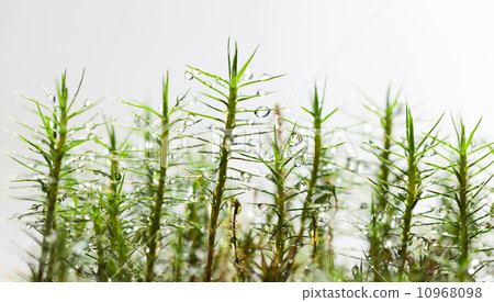 Green growing moss after rain Green growing moss after rain 10968098