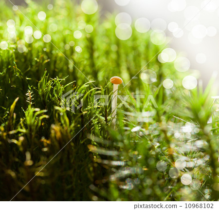 Red cup tiny mushroom 10968102