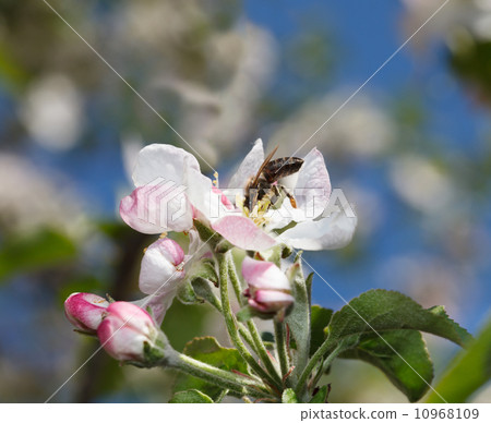 Bee on pink flower 10968109