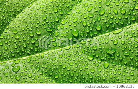 Water drops on avocado leaf 10968133
