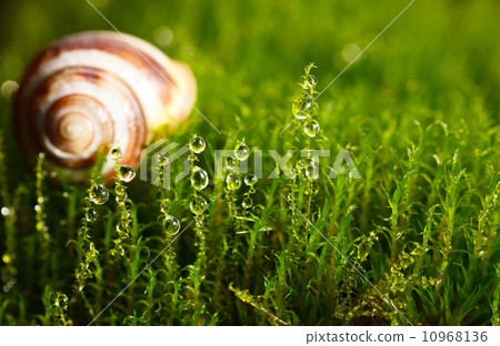 Shell in moss Shell in moss 10968136