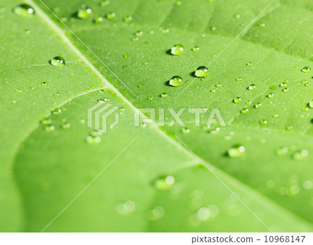 Rain drops on tree leaf 10968147