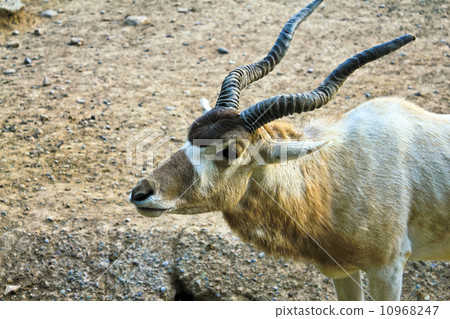 Addax nasomaculatus antelope Addax nasomaculatus antelope 10968247