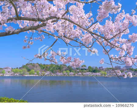 Sakura and lake copy space 10968270