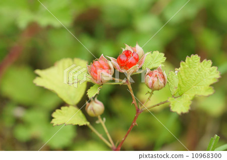 Fruit of Nerima Raito <Raspberry> 10968300