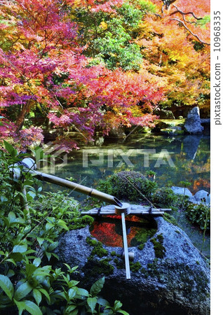 Lotus Temple Autumn leaves 10968335