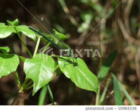 Fellow of Kawatonbo 10968336