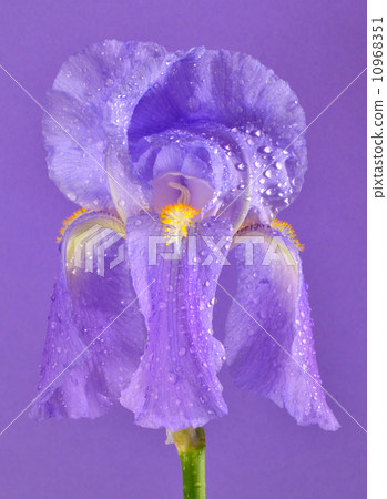 purple iris flower 10968351