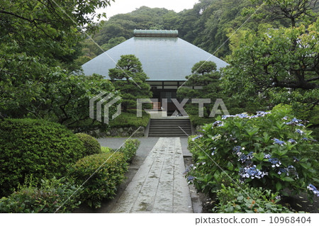 Kojyoji的繡球花 Kojyoji的繡球花 10968404