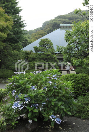 Kojyoji的繡球花 10968405