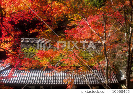 Torii秋葉 Torii秋葉 10968465