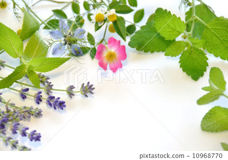 Herbs Herbs 10968770