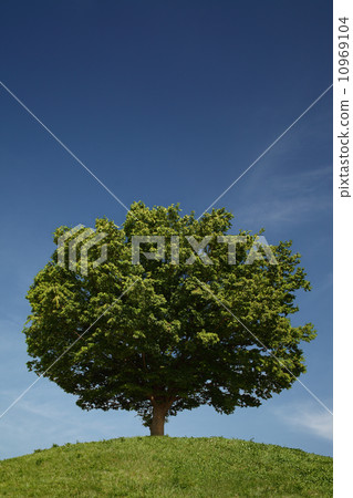 在山頂的一棵樹 在山頂的一棵樹 10969104