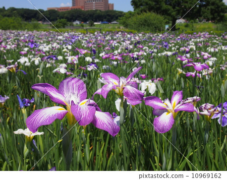 鳶尾花園 10969162