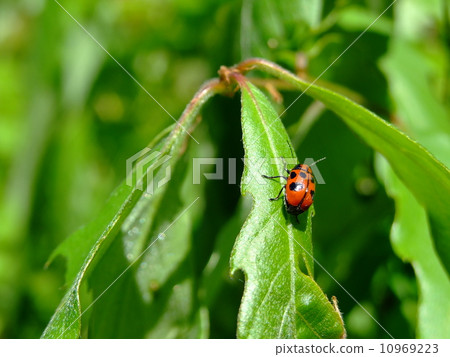 Croutons beetle 10969223