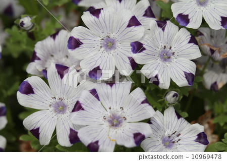 Nemohira·Makurata 10969478