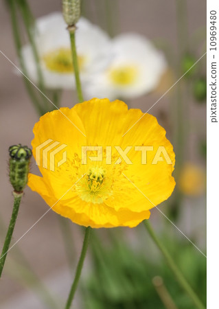 Iceland Poppy 10969480