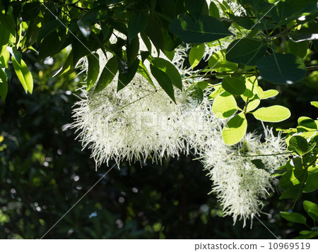 煙樹像白煙 10969519