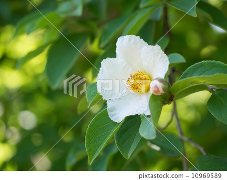 White summer camellia in early summer 10969589