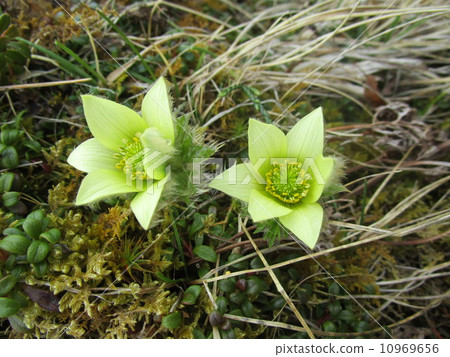 Tsukumogusa 10969656