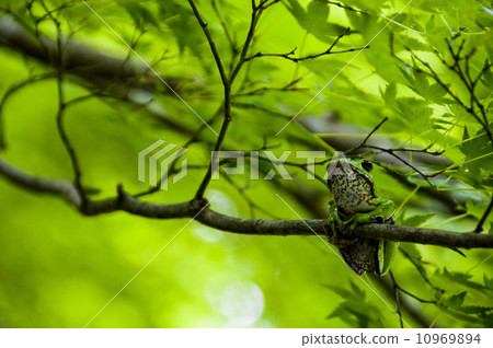 Moria gull frog 10969894