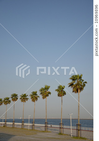 由海棕櫚樹 10969896