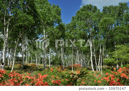 Shirakaba group forests and Lenzoe azalea in the Yachiho Plateau, Nagano Prefecture 10970147