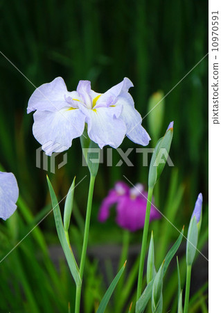 哈娜莎華 哈娜莎華 10970591