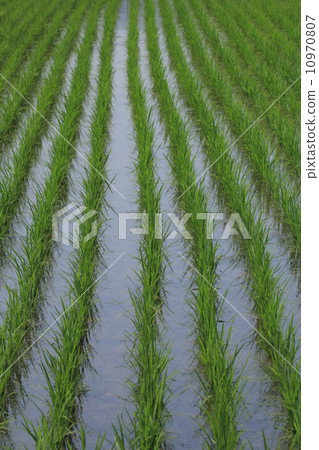 Early summer rice field rice row 2 Early summer rice field rice row 2 10970807