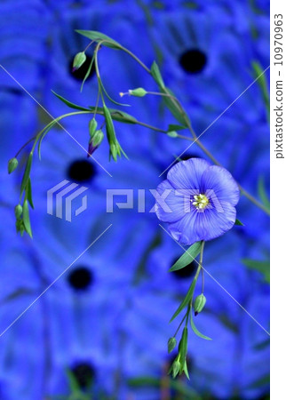 Flower of flax in closeup Flower of flax in closeup 10970963