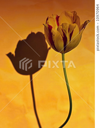 Tulip with shadow 10970964